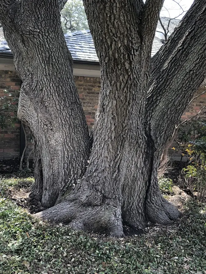 Mature heritage tree close to a Mahwah property cared for by certified arborists